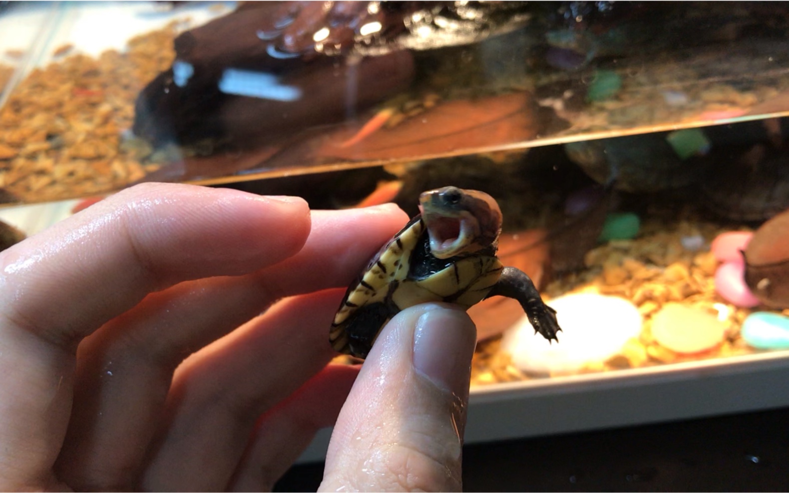 奶凶奶凶的白唇泥龟苗