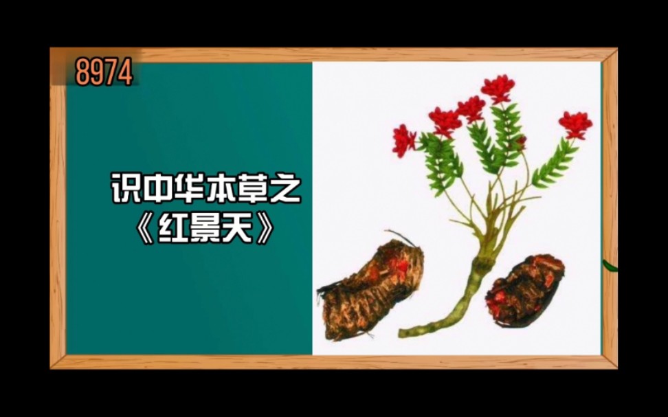 [图]第7集 | 识中华本草之《红景天》