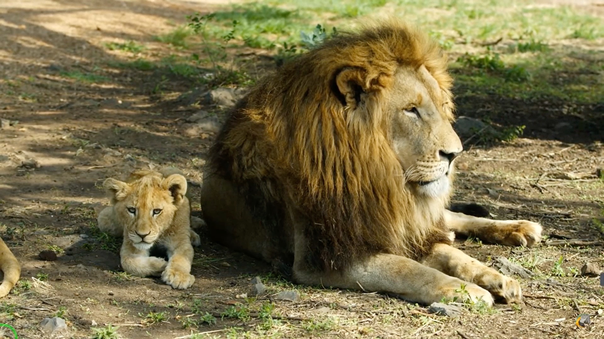 小狮子在爸爸身边规规矩矩,而在妈妈身边就要挨打了!