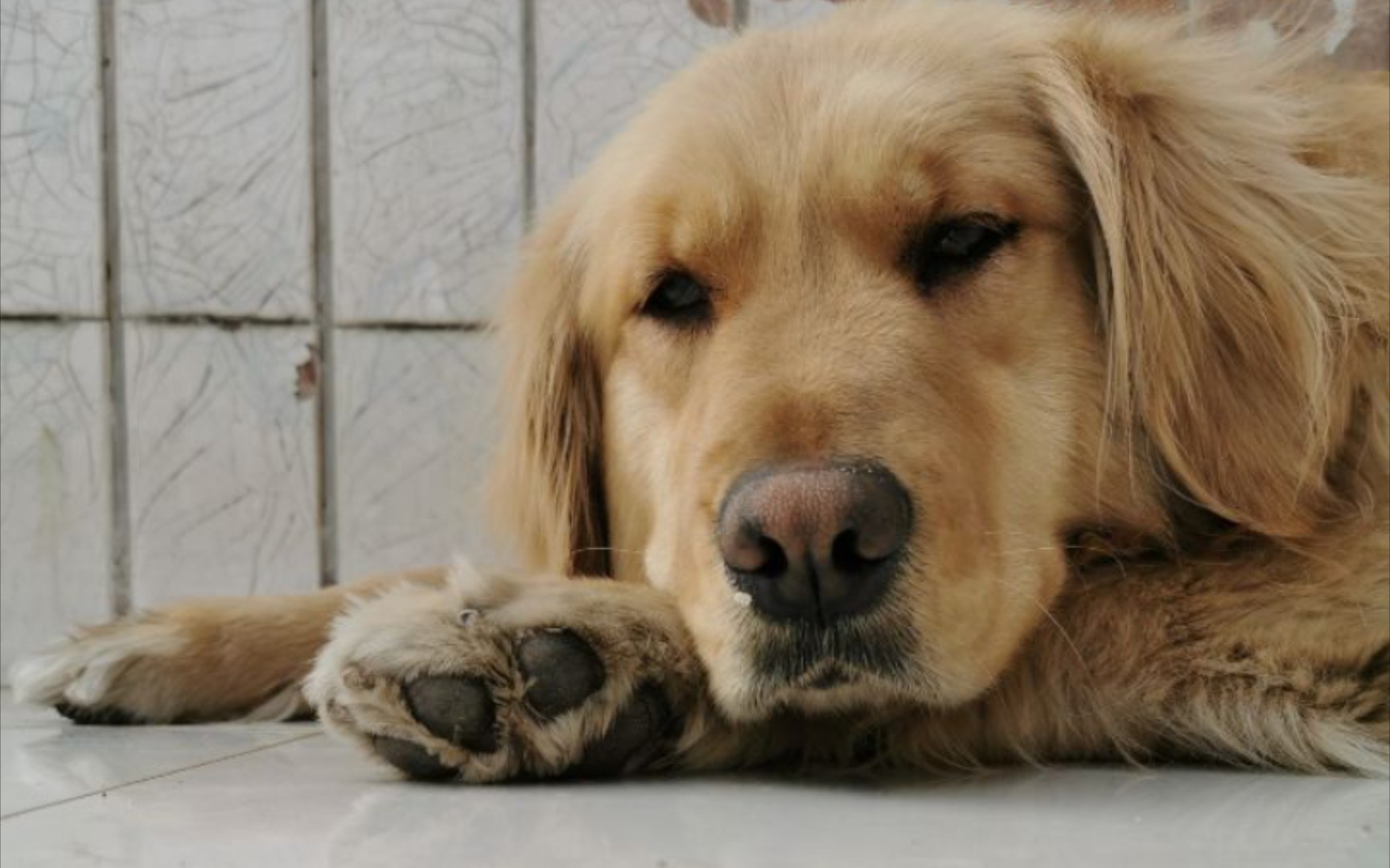 真·狗拿耗子——金毛闲着没事干又抓老鼠了