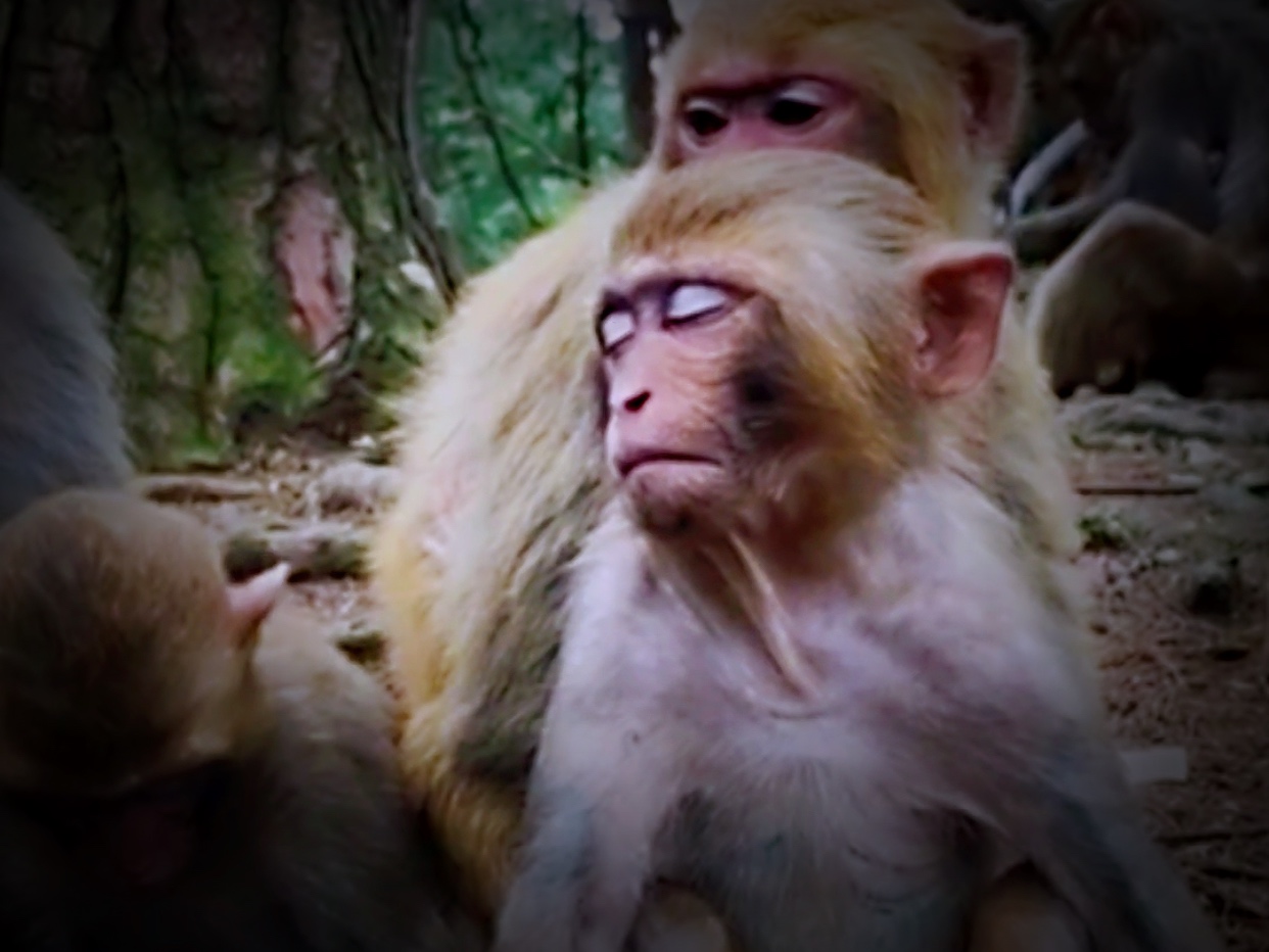 逗比搞笑的6种睡觉姿势和呼噜声,你是属于哪一种?猴宝们太萌了