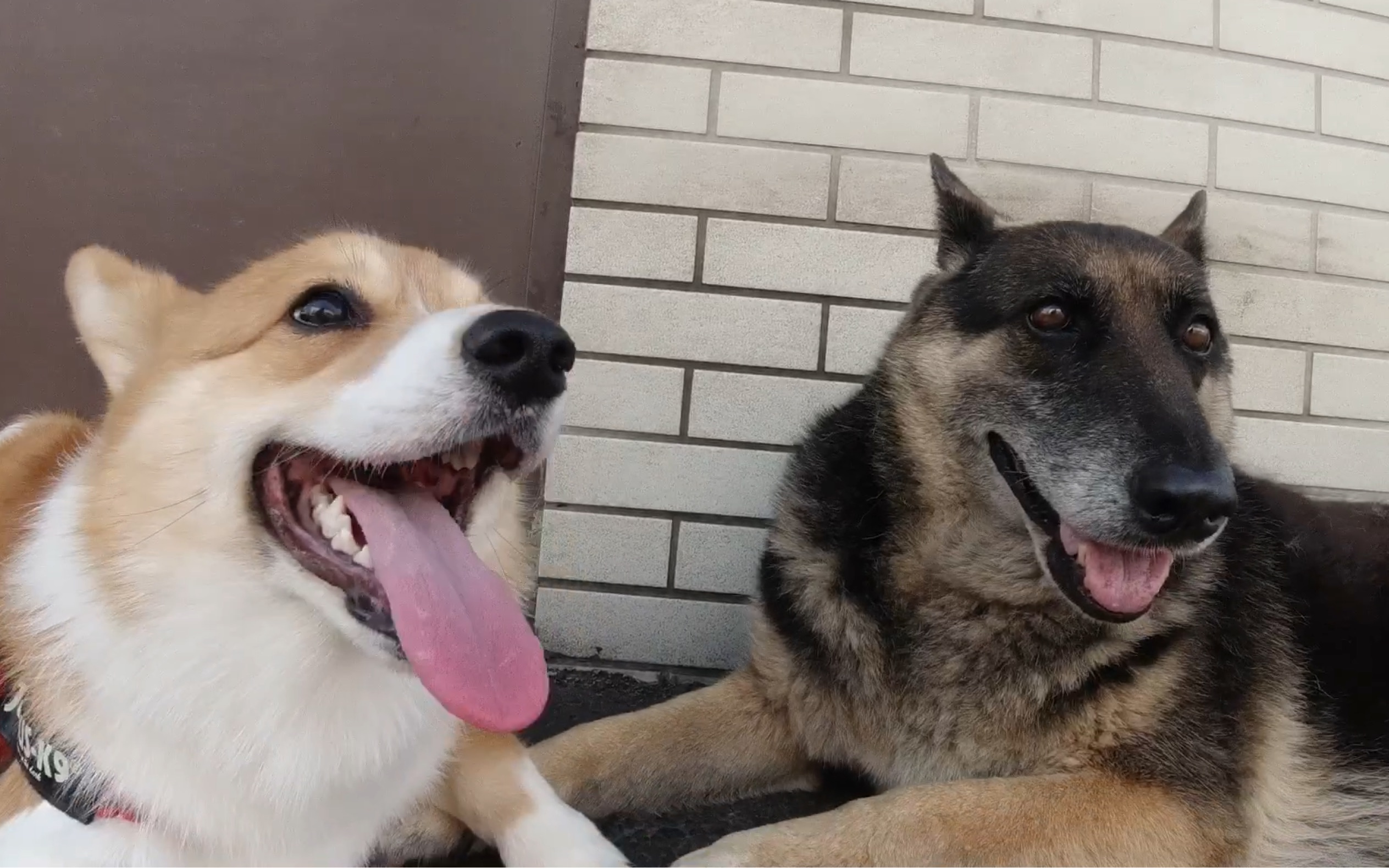 当未成年柯基肥肥遇到德牧开启疯狂骚扰模式,小短腿vs大长腿