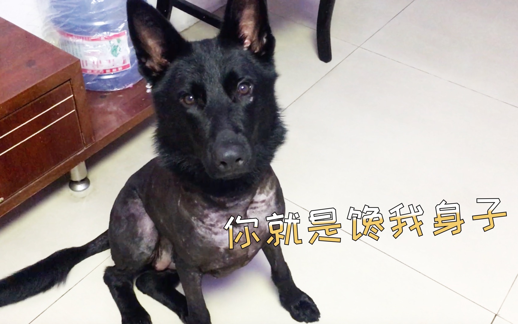 德牧剃毛反应太搞笑了!疯起来连二哈都怕～剃完丑哭还遭主人嫌弃