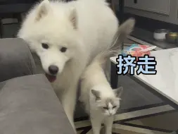 Download Video: 猫狗同养 狗越来越胖 猫越来越瘦了……