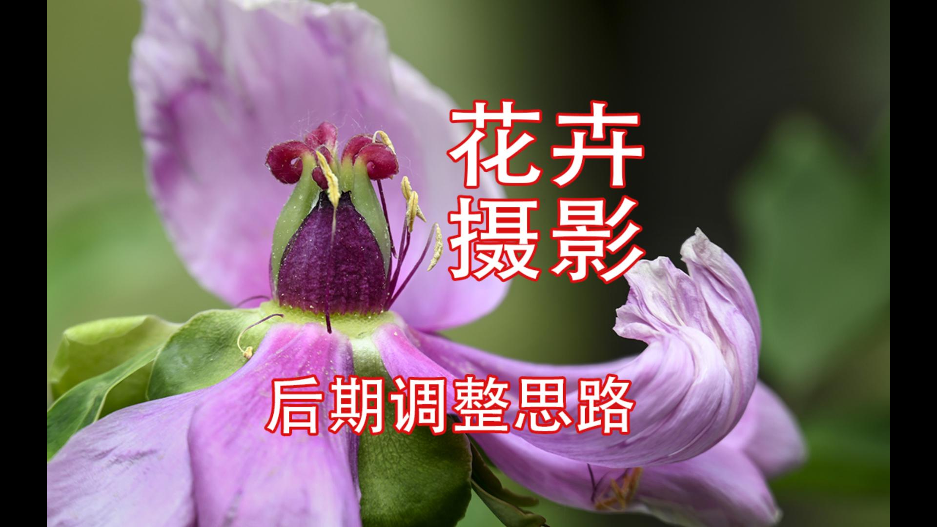 花摄影拍摄视频教程，技巧大全