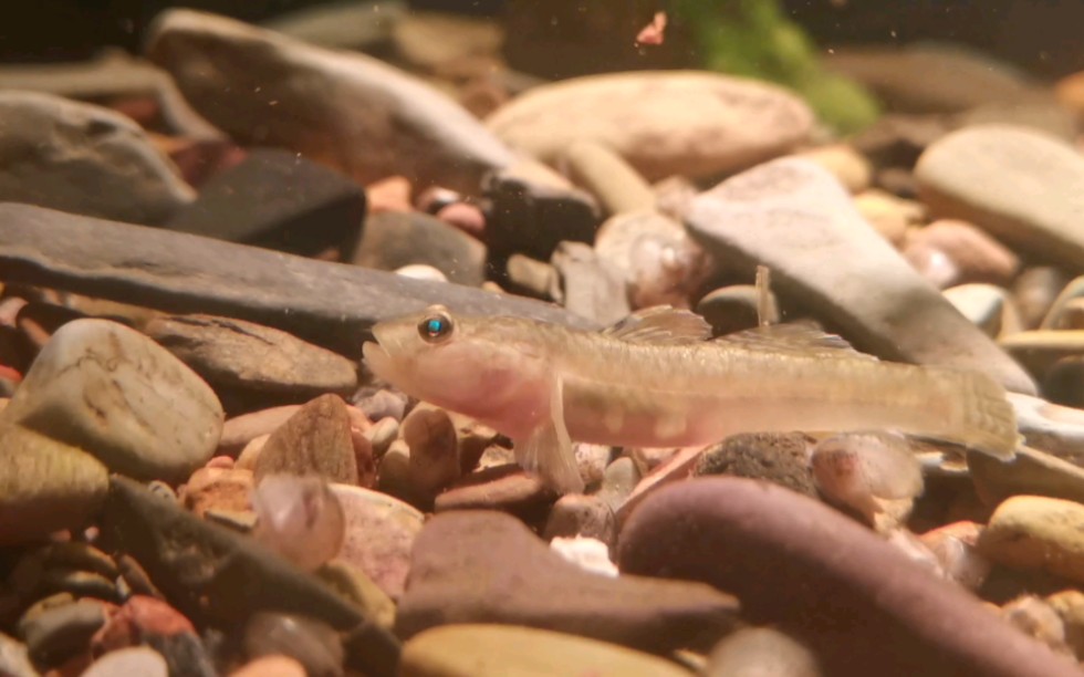 沉浸式看早产儿田螺宝宝