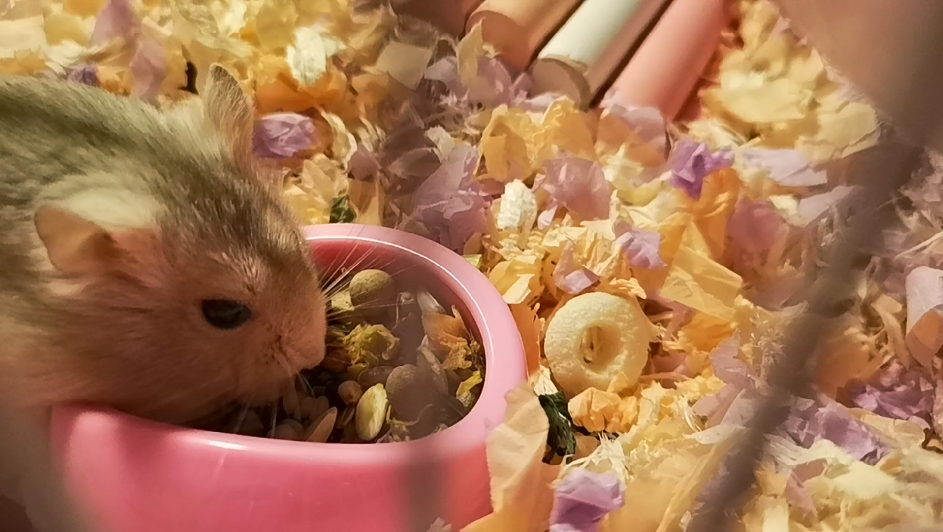 【仓鼠】布丁认真吃饭的样子真可爱