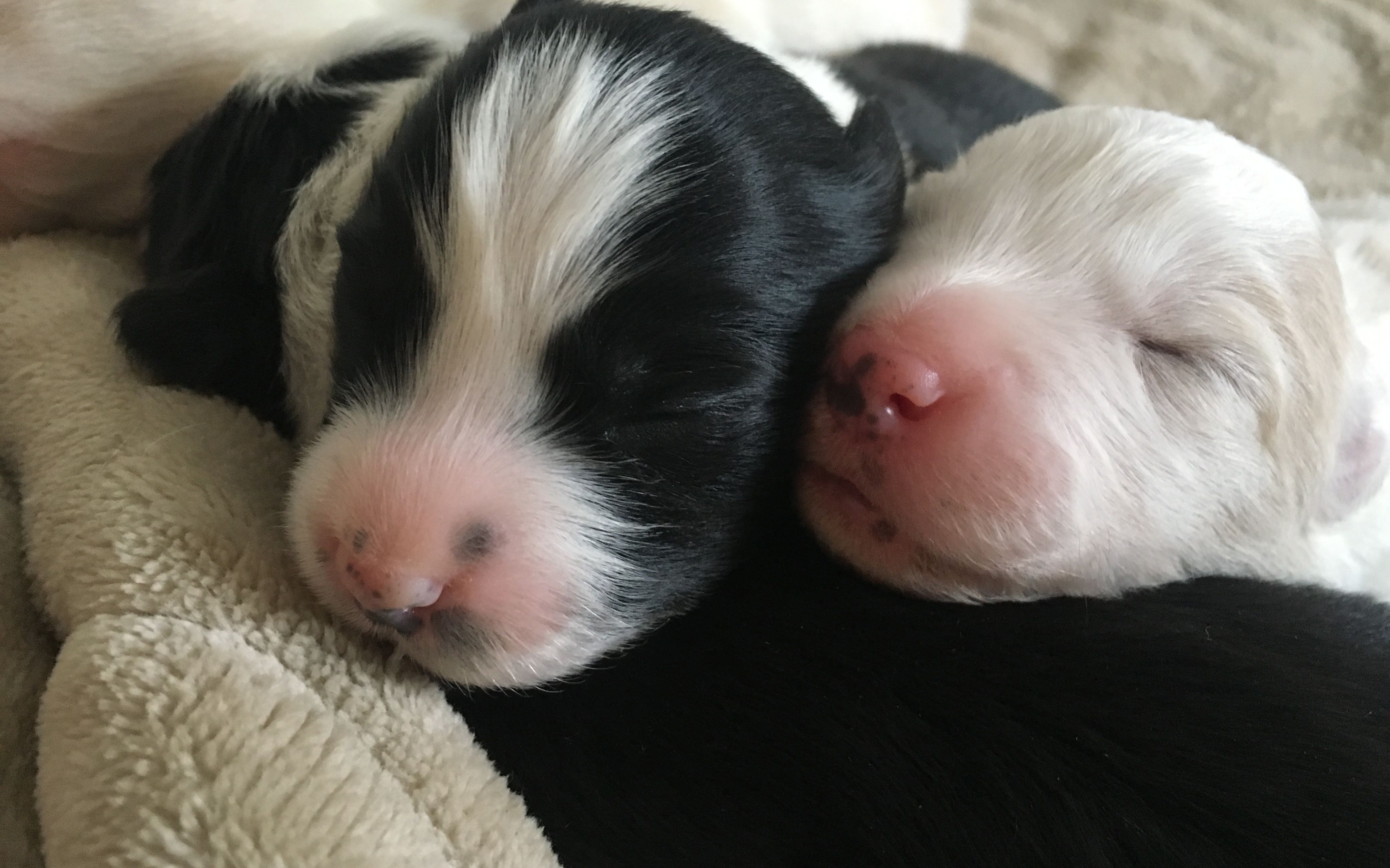 【狗狗】送给刚出生的天使~~_哔哩哔哩_bilibili