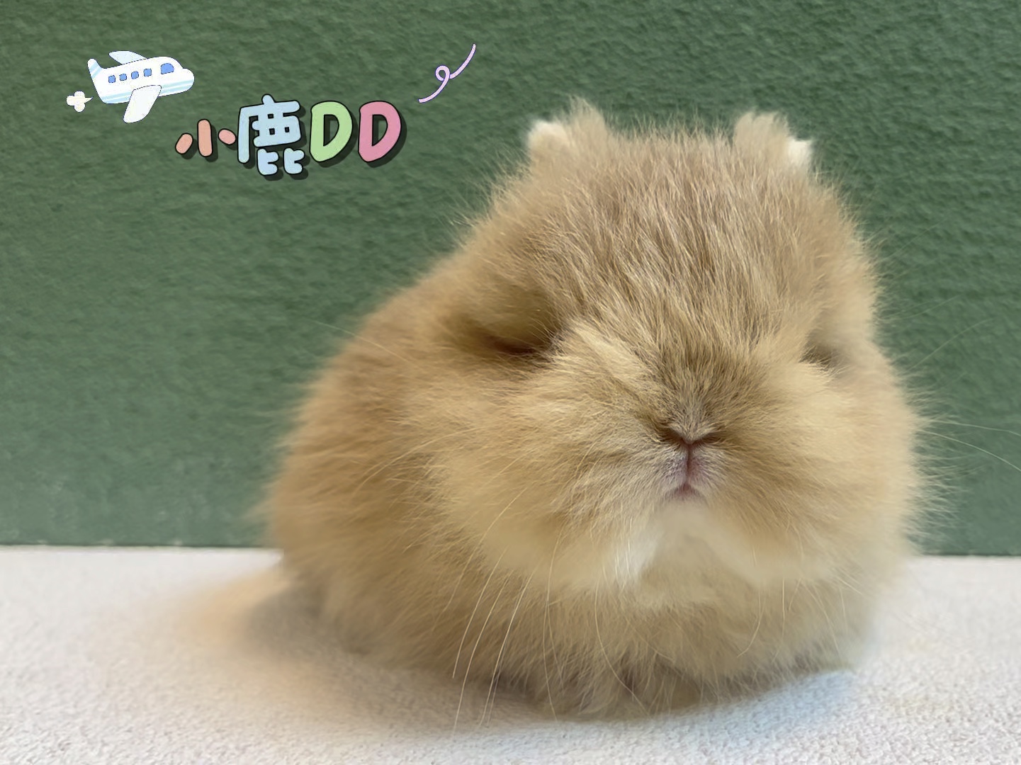 【小极品】长毛小鹿色是个弟弟,就看侧脸特别扁平,长大必然好看,可宠