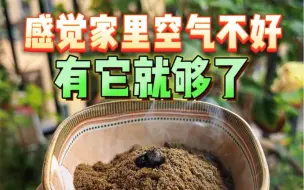 下载视频: 感觉家里空气不好，熏个苍术艾草香，给家人多一层防护罩吧。#吉香悟#香道#熏香#苍术#艾草