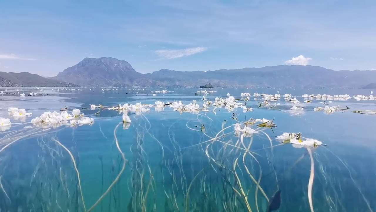 瀘沽湖水性楊花