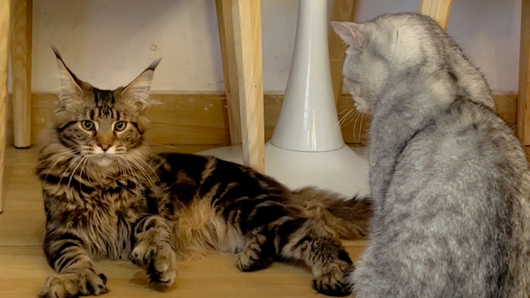 一山不容二虎 总要分个大小王