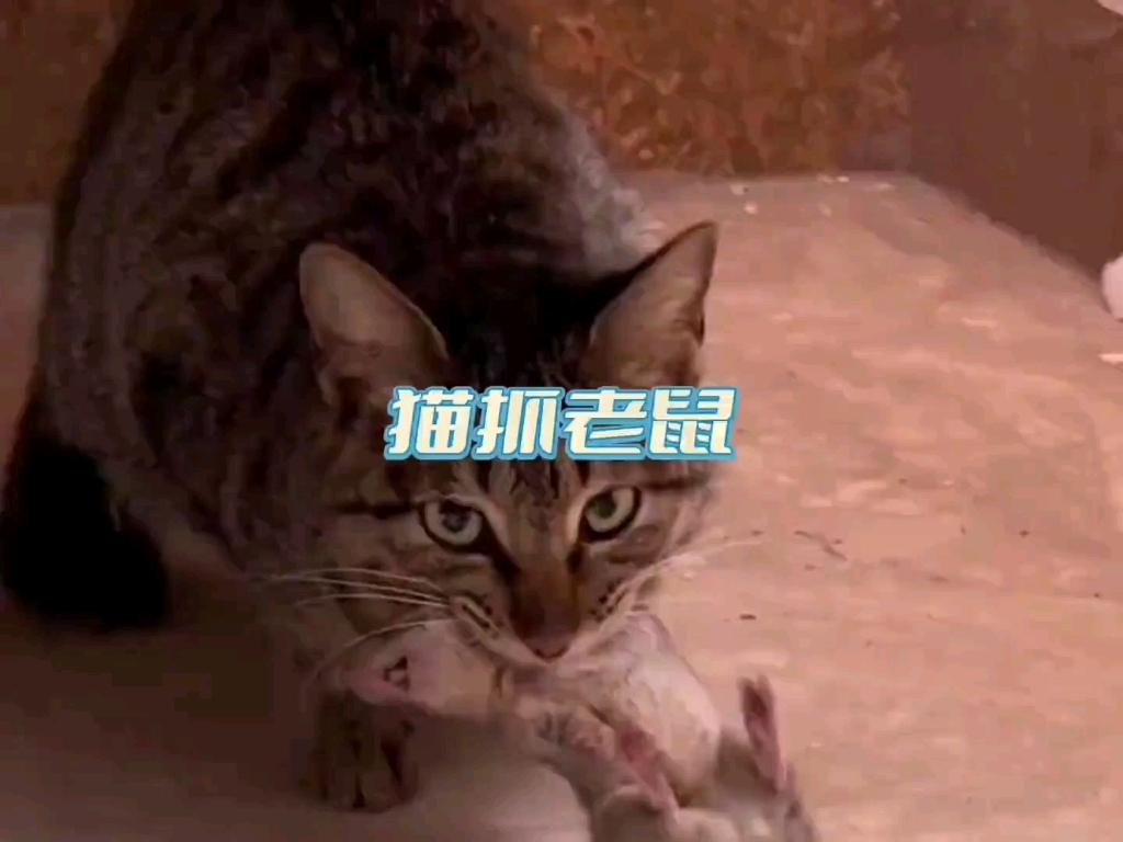 [图]“现实版猫抓老鼠，猫：我与老鼠战争从未停止过”