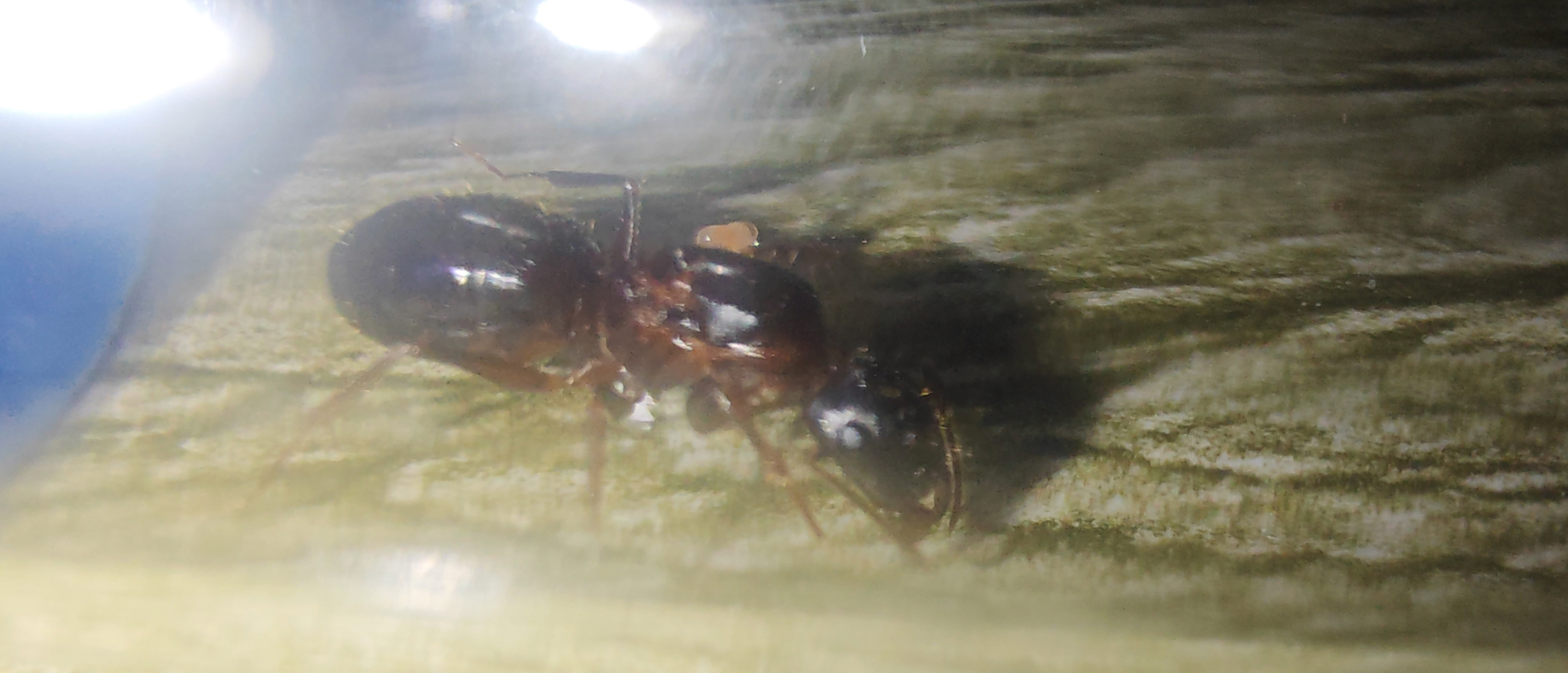 四斑弓背蚁新后