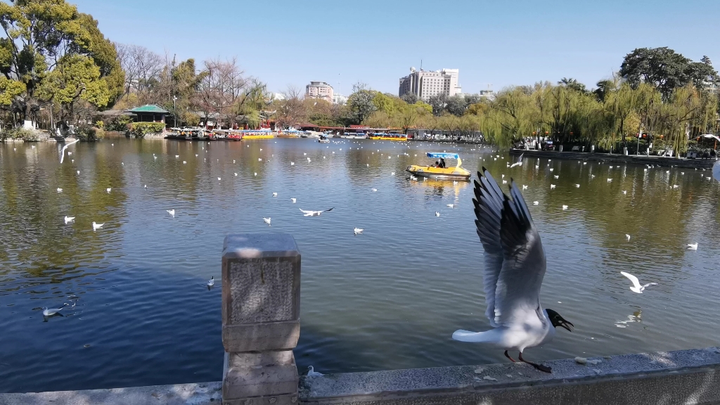 昆明～翠湖公园喂海鸥