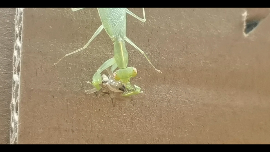 喂螳螂吃蜘蛛 喂食纯享