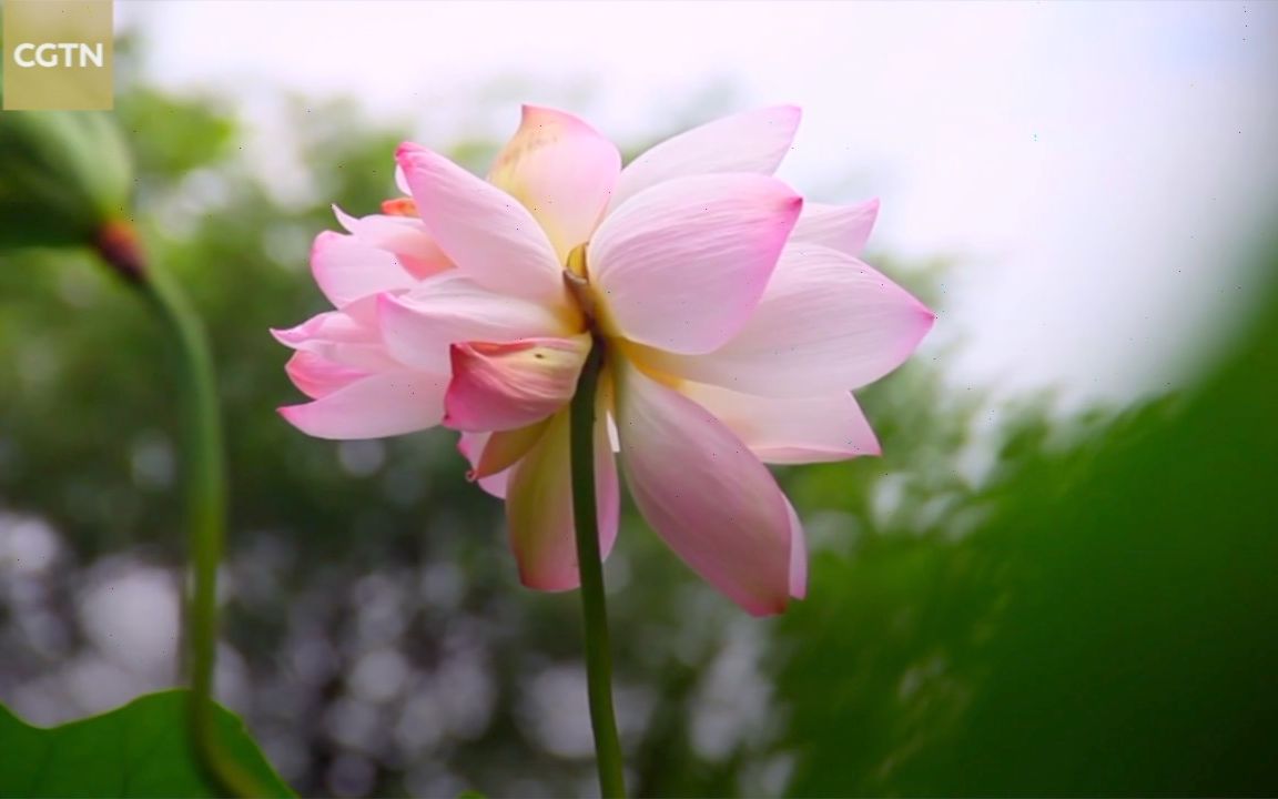 [图]西安植物园开出罕见并蒂莲，两朵花“背对背拥抱”像极了爱情【资讯】【英字】