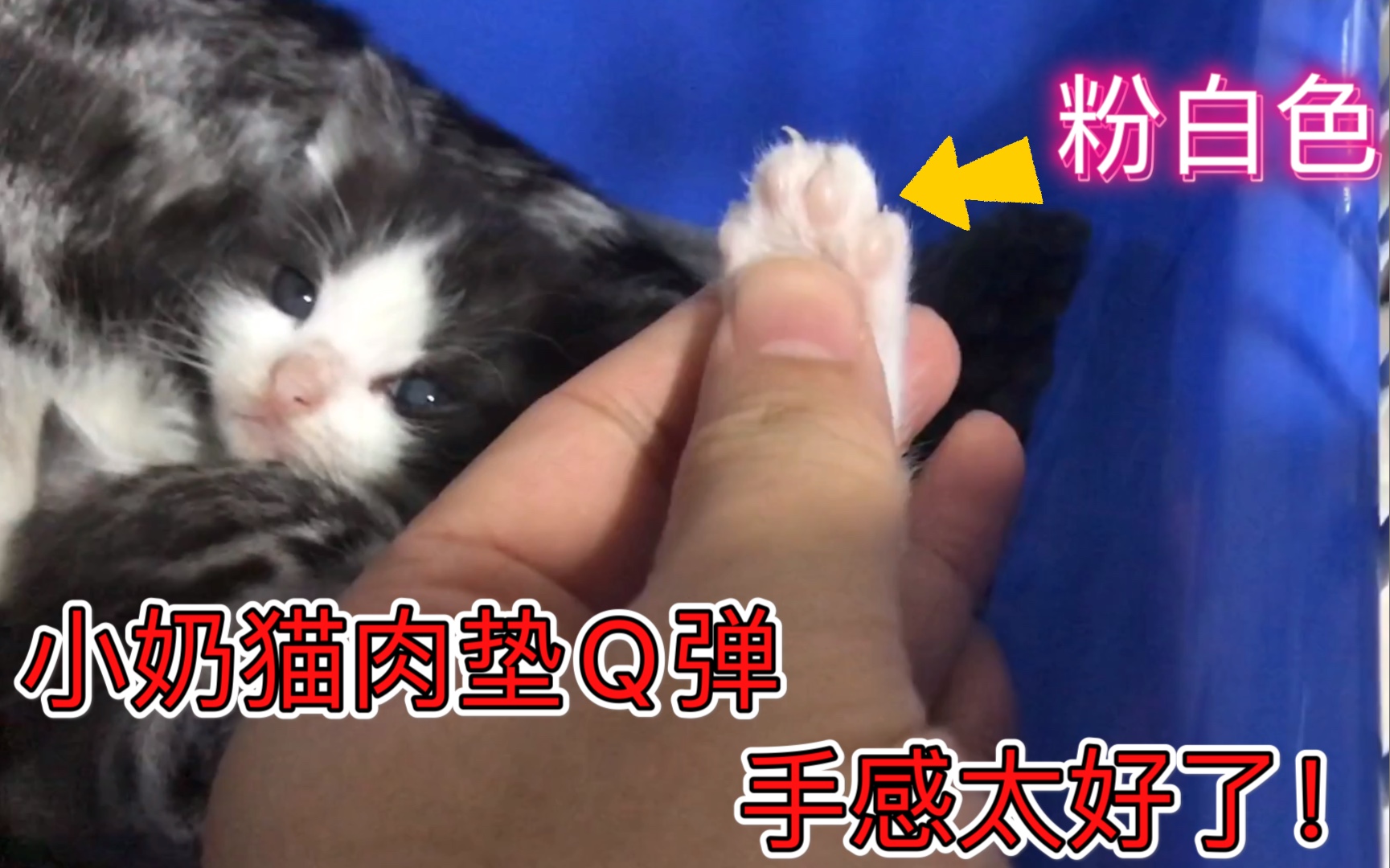 猫咪肉垫的5种颜色,你最喜欢哪个?哔哩哔哩bilibili