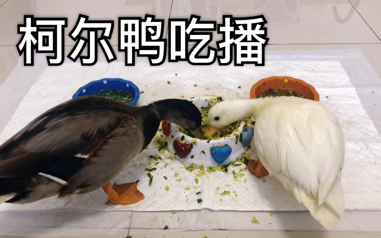 callduck柯尔鸭假期余额不足好好大吃一顿吧