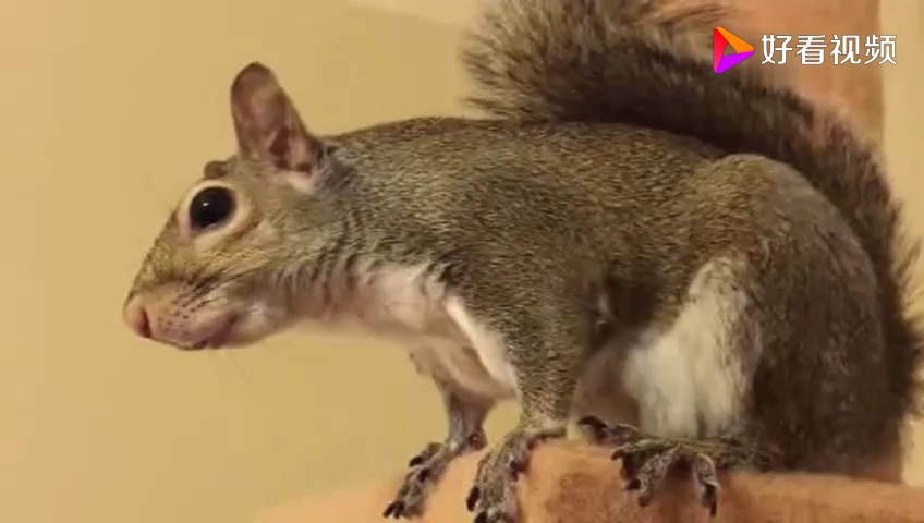 第一次听松鼠叫声萌萌的样子好可爱呀