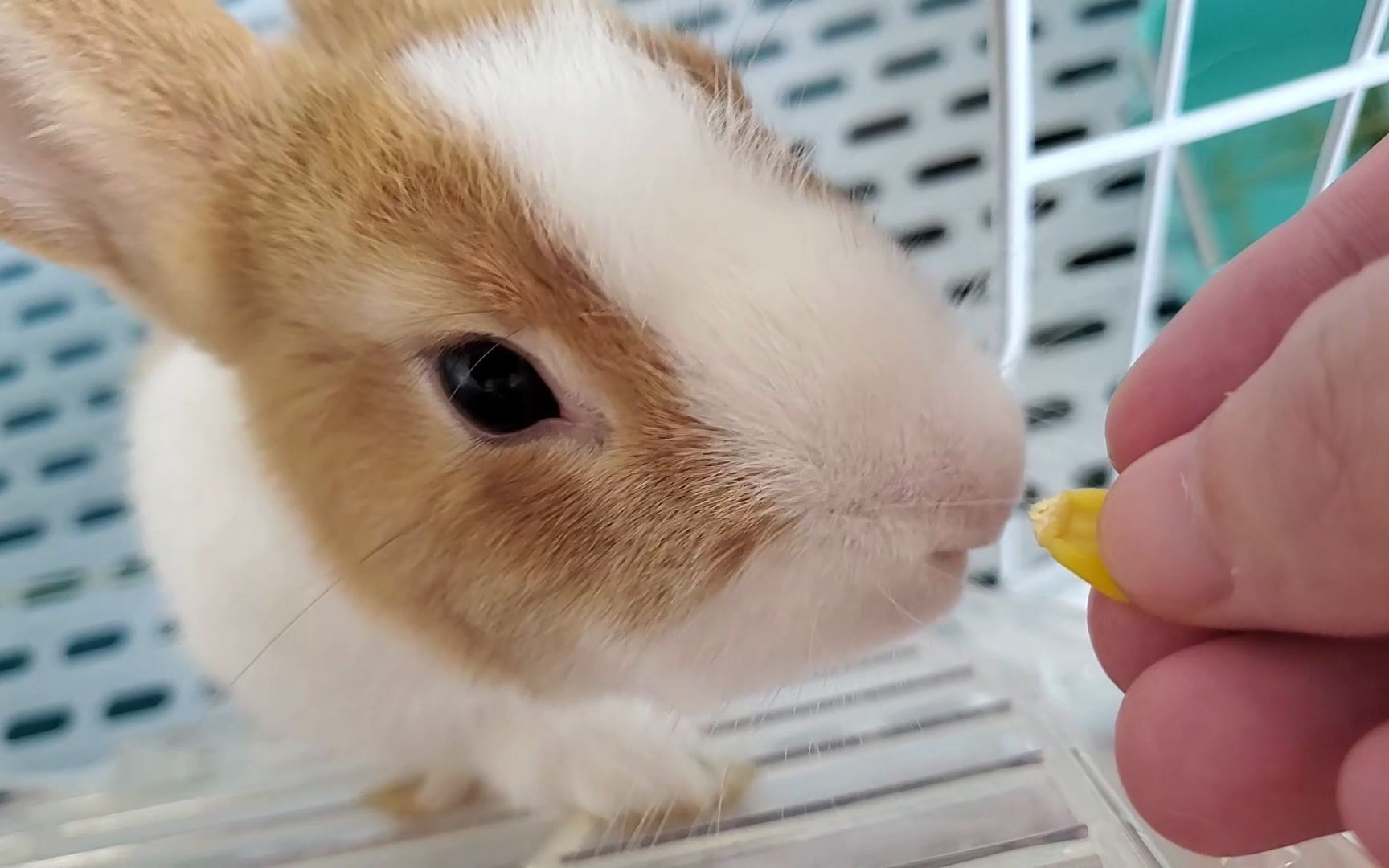 闻到玉米粒的甜味,兔兔忍不住爬上来要吃