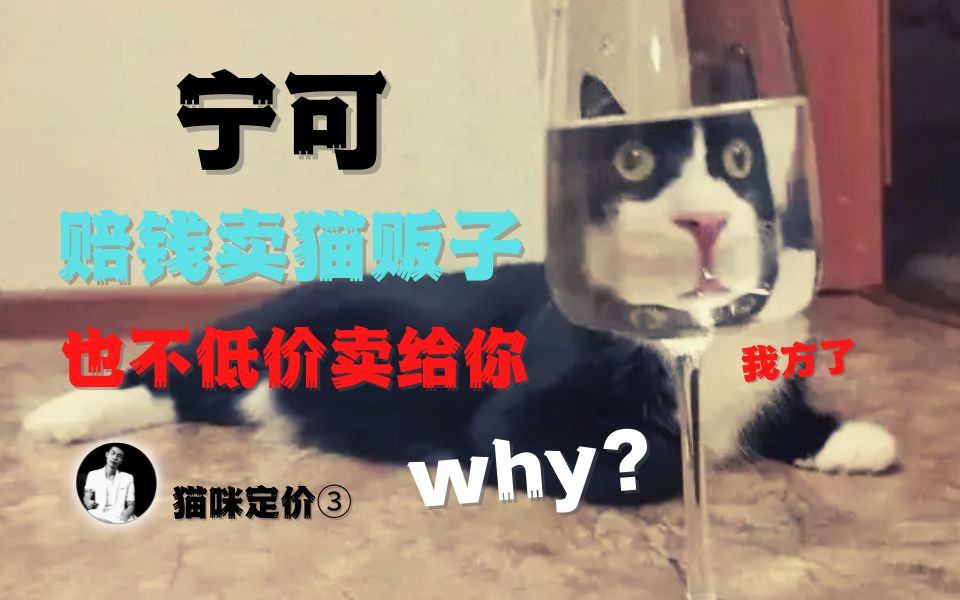 猫圈内幕揭秘,第52期,流量对猫价格的影响哔哩哔哩bilibili