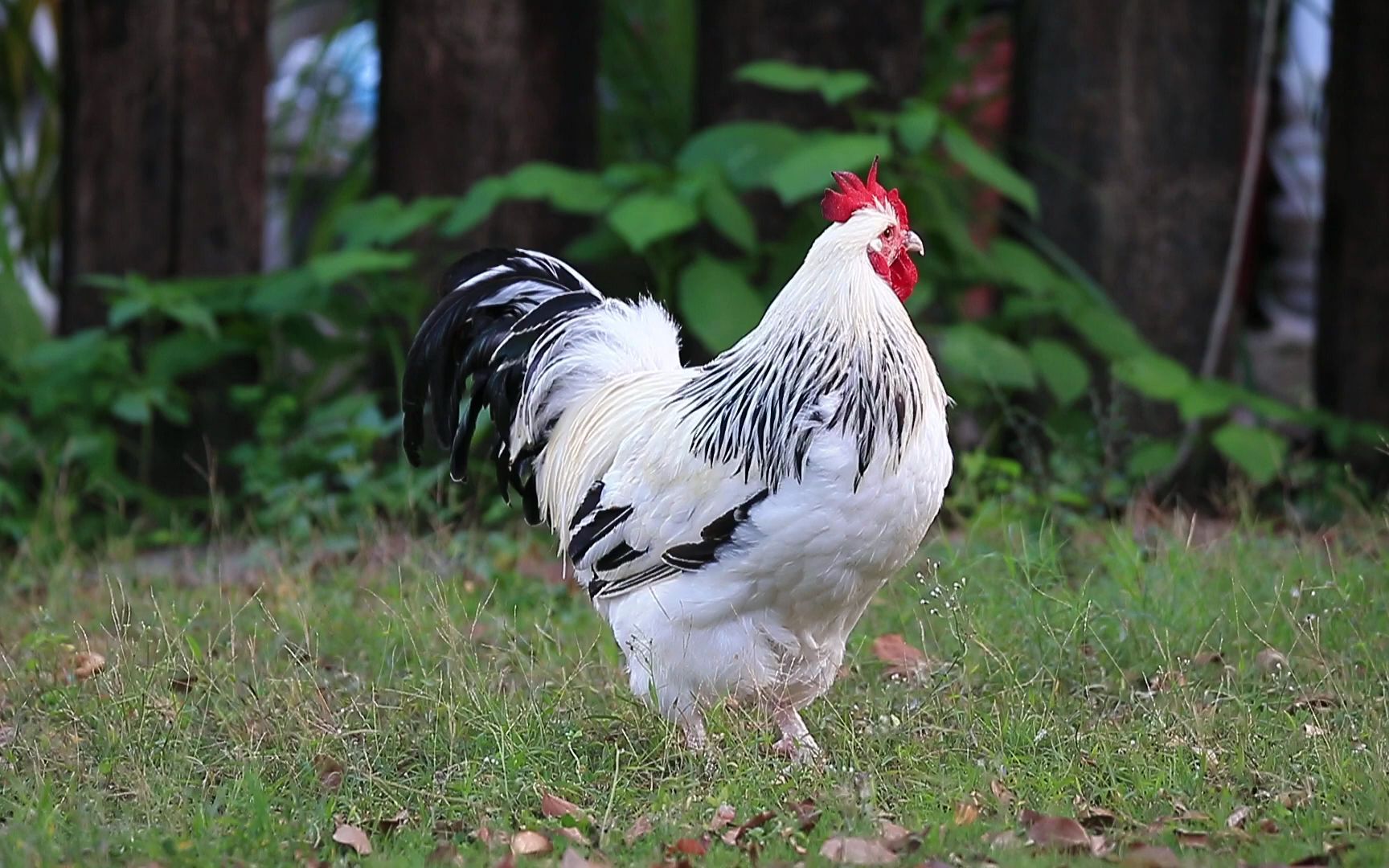 【百鸡谱】萨塞克斯鸡(sussext chicken)