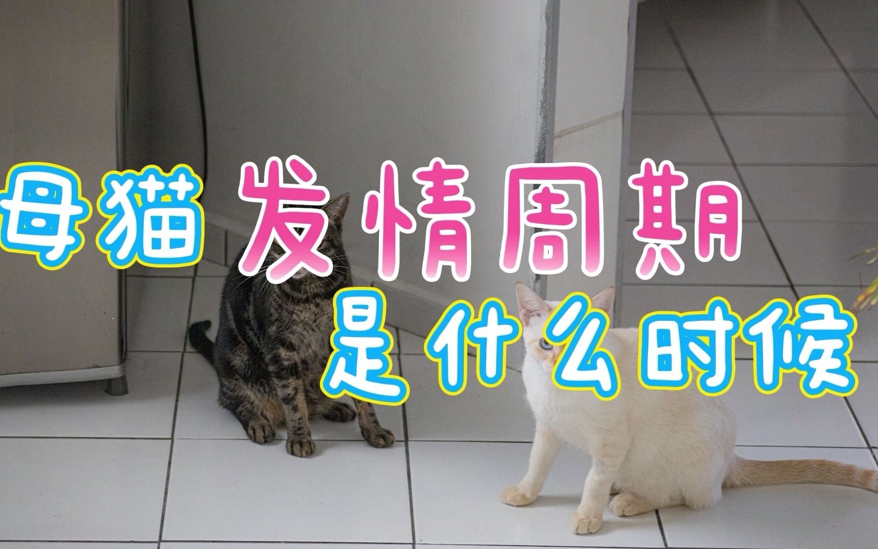 母猫发情周期是什么时候哔哩哔哩bilibili