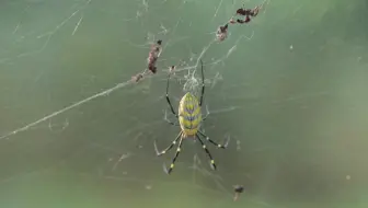 夏天来冬天走的花蜘蛛 找了很久才找到一只 农村经常拿来喂鸡 哔哩哔哩 Bilibili