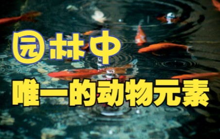 【园林文化】谈谈园林里一种随处可见的动物 Fish Culture in Chinese Gardens哔哩哔哩bilibili