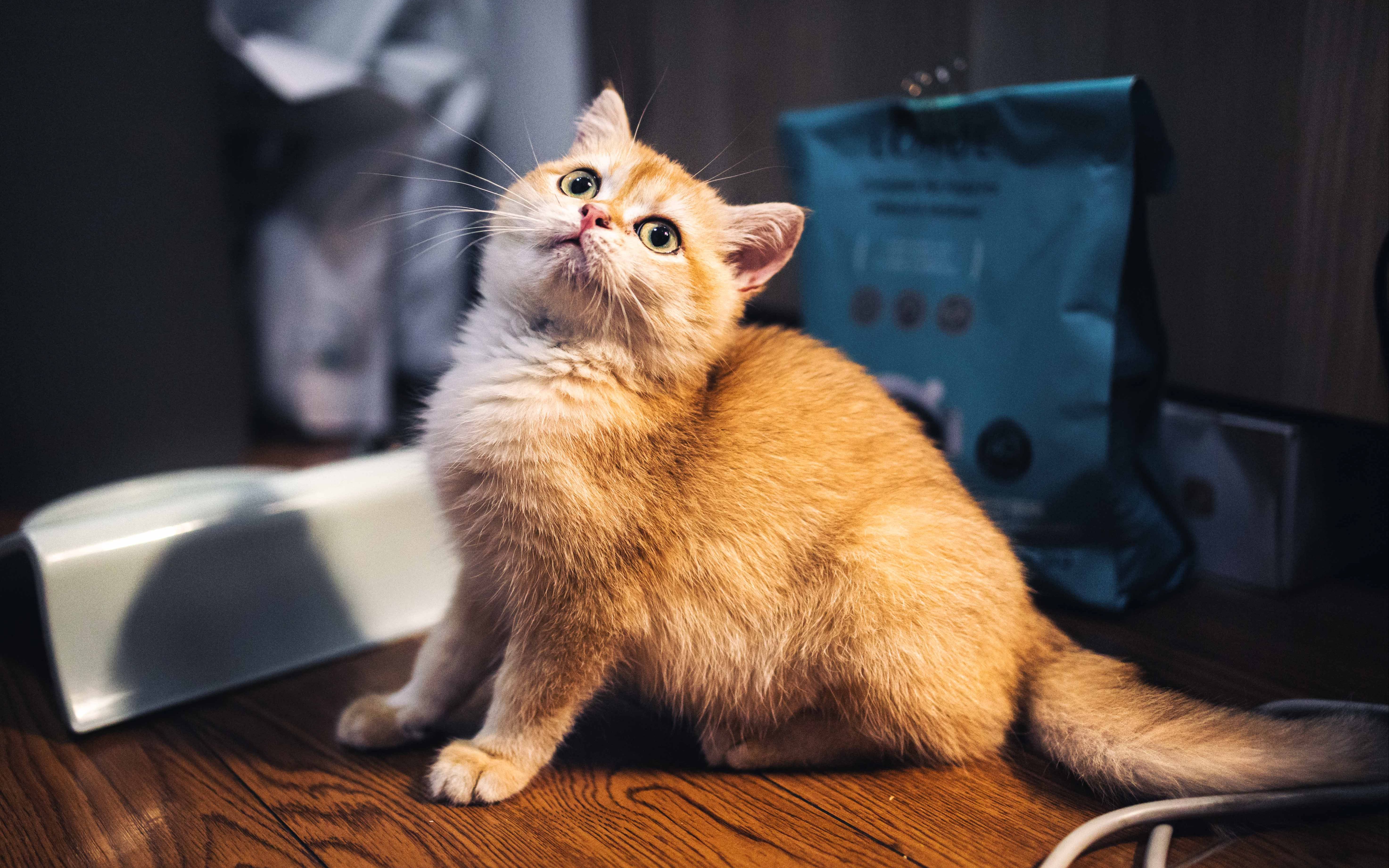 一起来看看猫片吧!