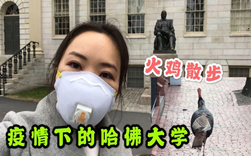 [图]【实拍】火鸡街头散步，疫情下的哈佛大学孤独寂寞冷。