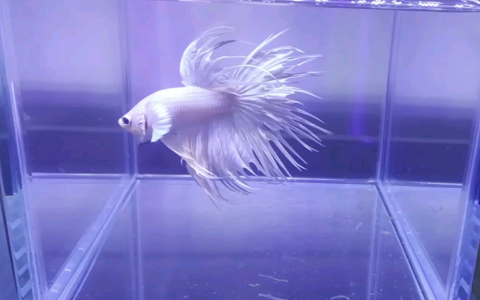 泰国斗鱼纯白狮王起舞能否换你回眸一眼能否在你心中求得一隅