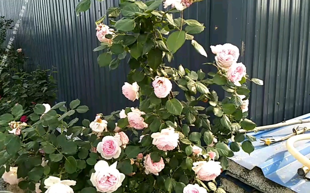 两米高的奥利维亚月季