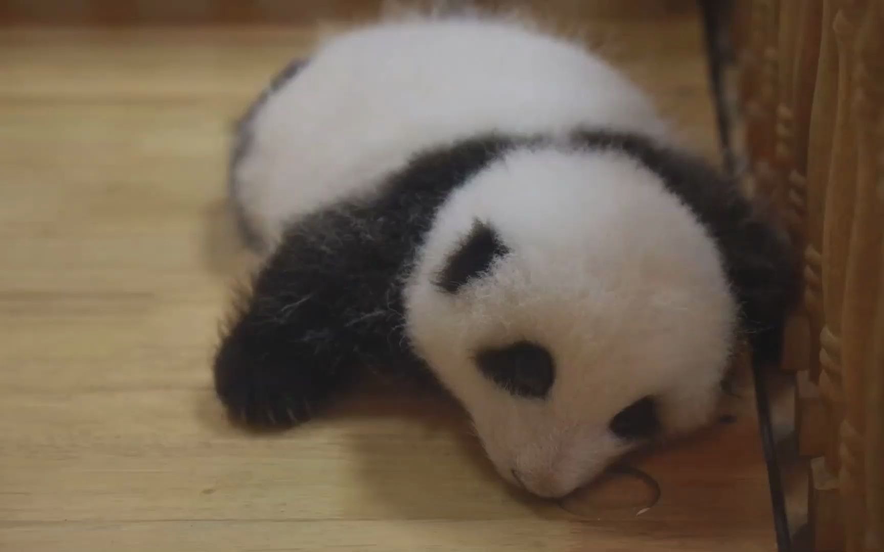 【大熊猫和花】拉近镜头:和花小时候也太可爱了,毛茸茸——熊猫系列