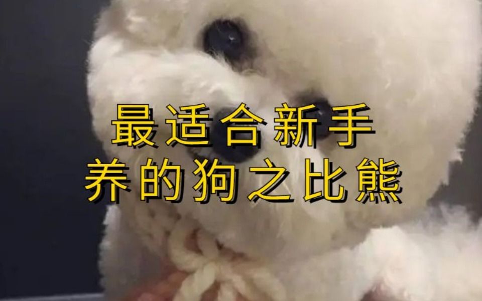 最适合新手养的狗之比熊哔哩哔哩bilibili