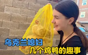 Скачать видео: 【动物世界】乌克兰媳妇和几只鸡鸭的趣事