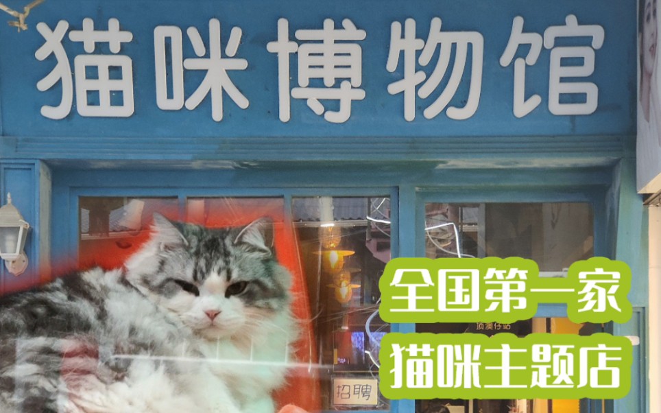 [图]去猫街看猫咪博物馆|厦门旅游