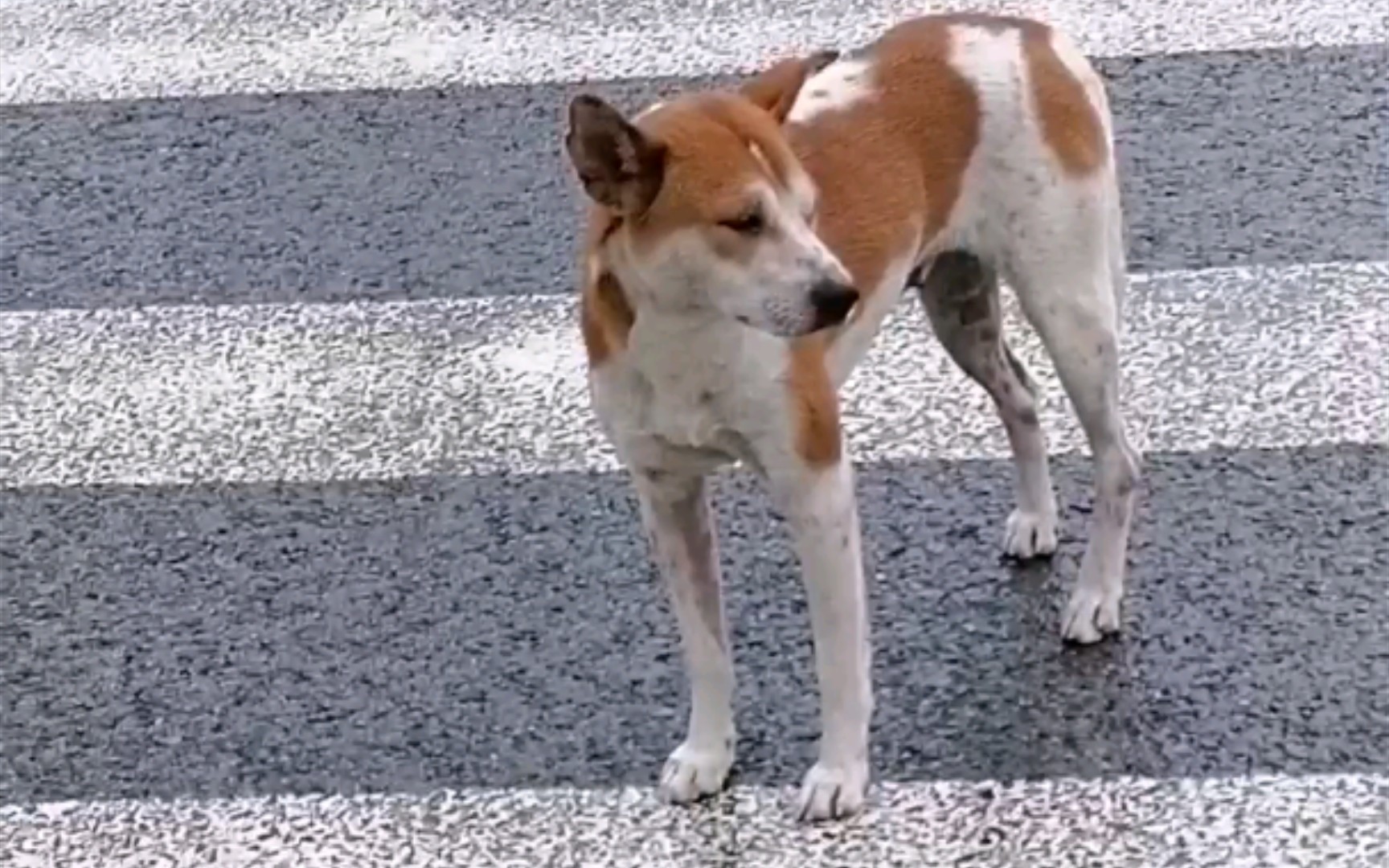 偶遇花土狗,两菜狗追疯了_哔哩哔哩_bilibili