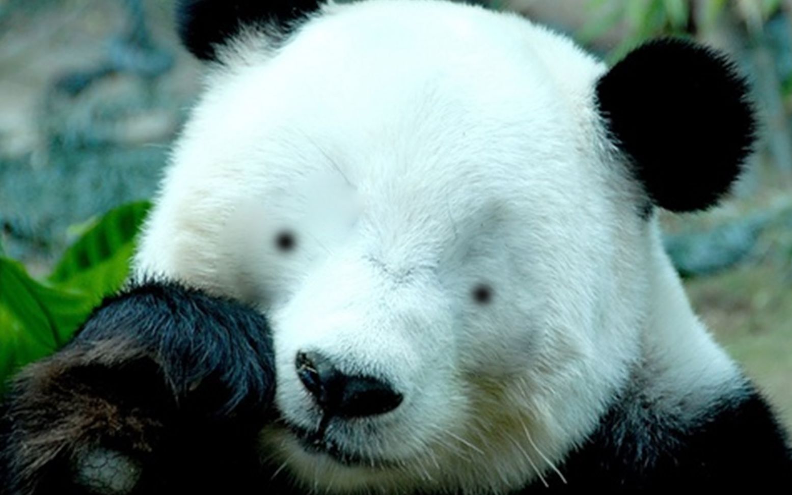 没有黑眼圈的熊猫表情图片