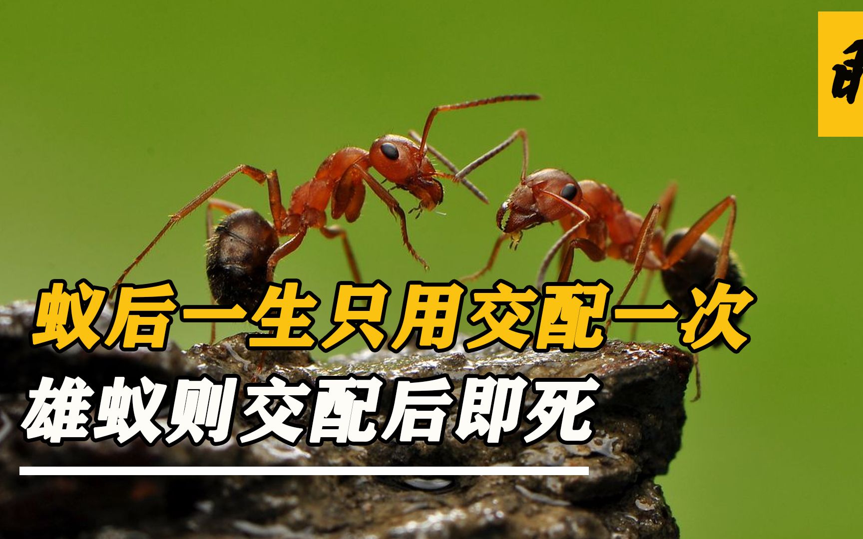 一生只能有一次的体验,蚁后一生交配一次,蚁王一生到死只为交配