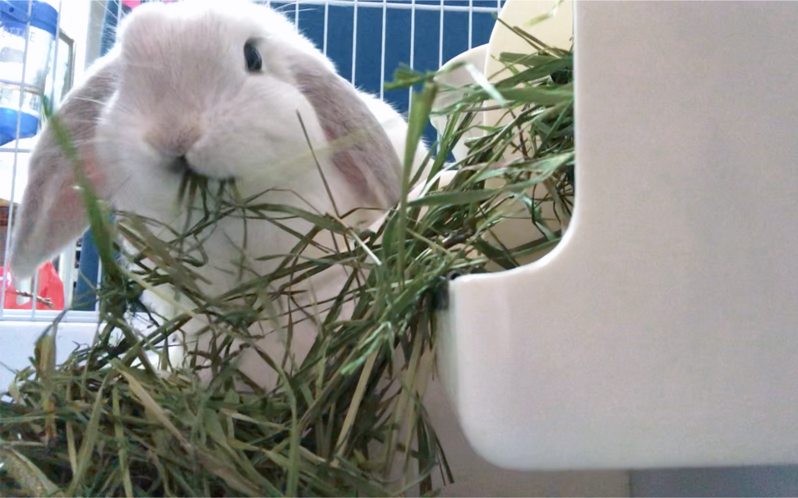 小肥兔大口吃草