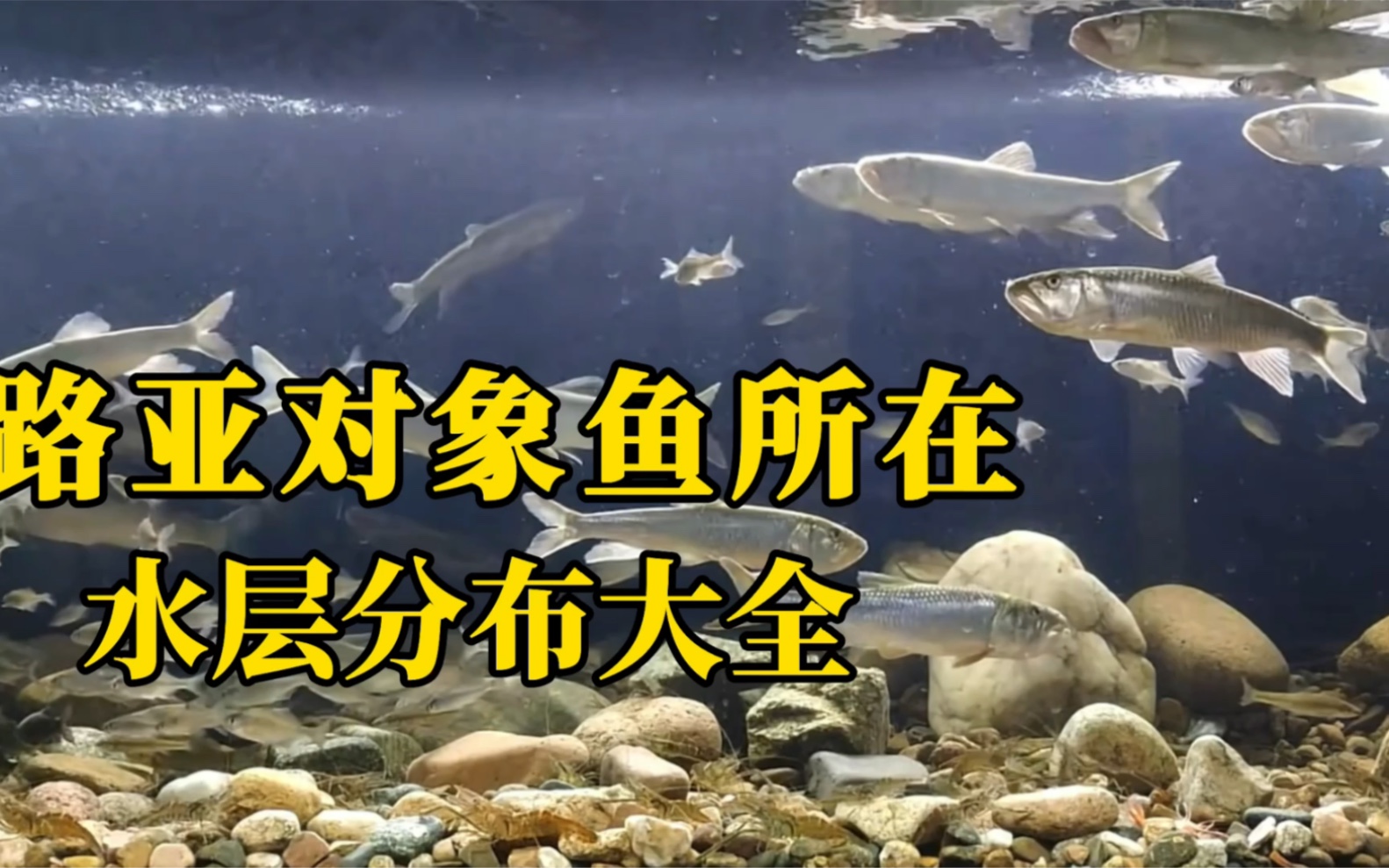 淡水路亚对象鱼所在水层分布大全来了,让找鱼不再迷茫,新手也能轻松