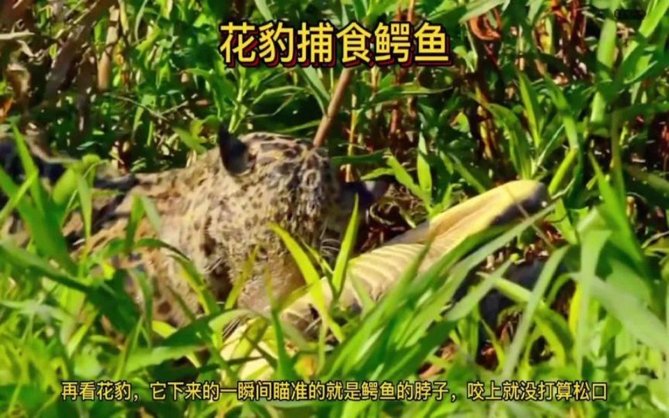 花豹大战鳄鱼合集花豹捕食鳄鱼动物世界神奇动物在抖音
