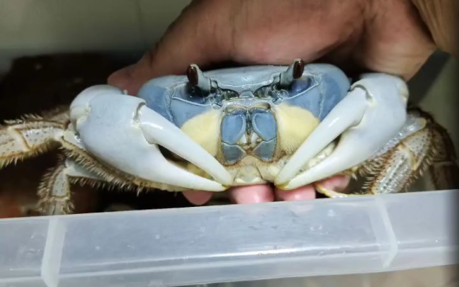 天蓝图氏蟹白白净净_哔哩哔哩_bilibili