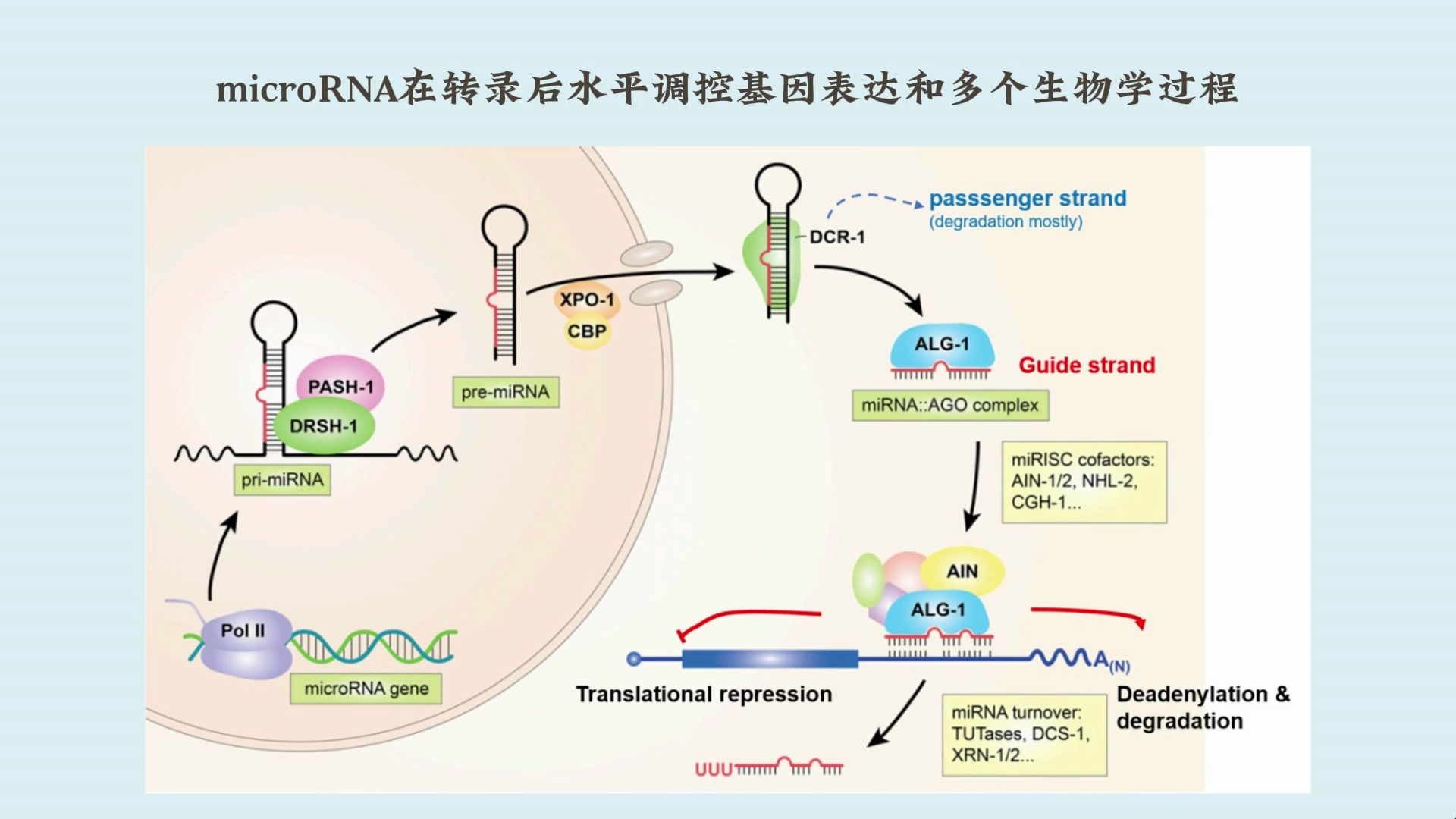 中国科学院遗传发育所杜茁研究组揭示microRNA的胚胎发育4D表达及功能模式哔哩哔哩bilibili