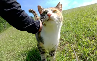 三毛猫_ 搜索结果_哔哩哔哩_Bilibili