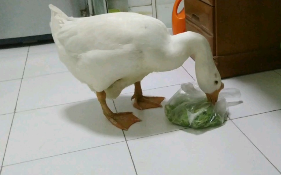 【大鹅】【宠物鹅】二呆终于康复啦,与塑料袋斗智斗勇,两条腿的猫【鹅