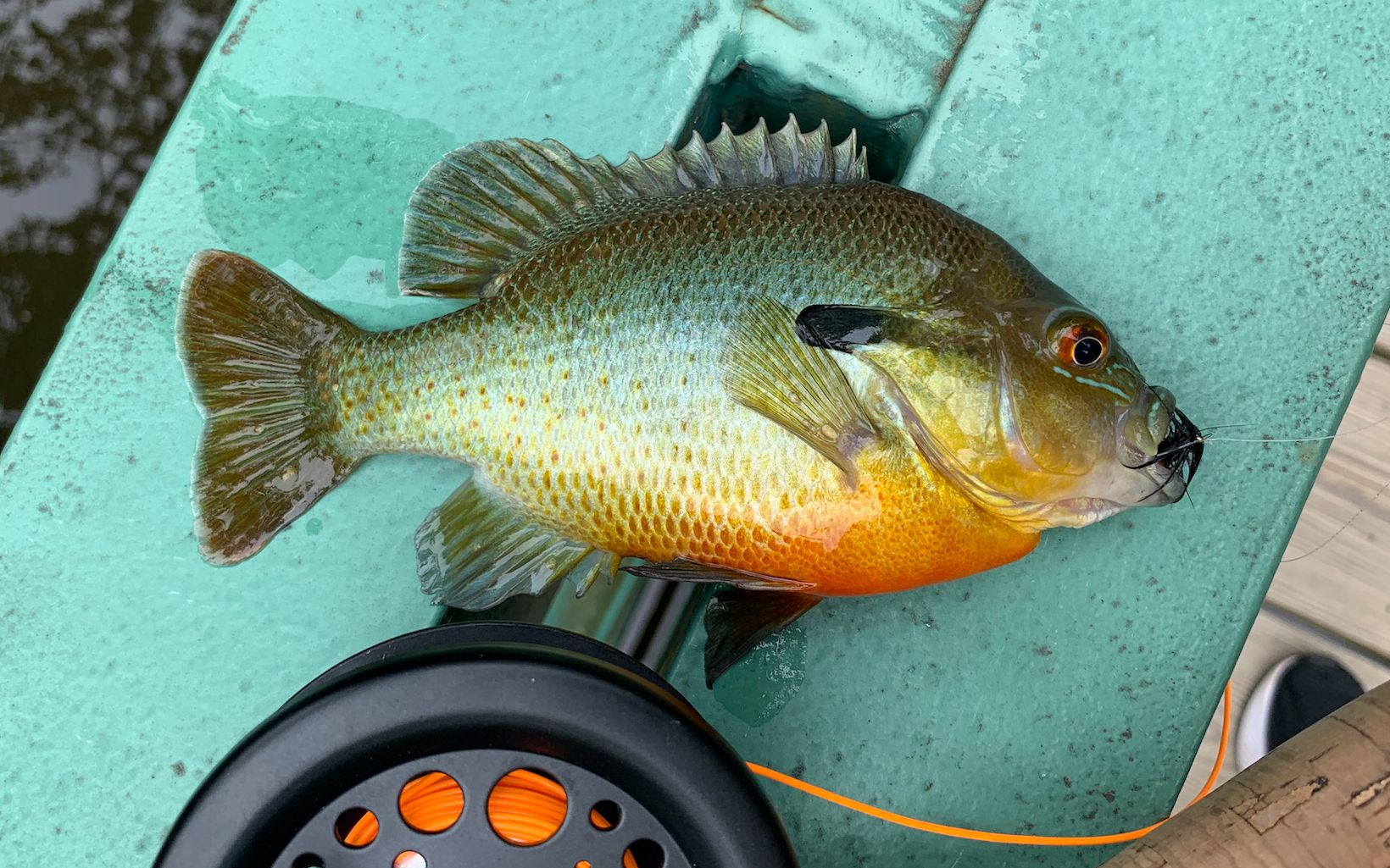 我村也可以疯狂视钓 飞蝇钓太阳鱼