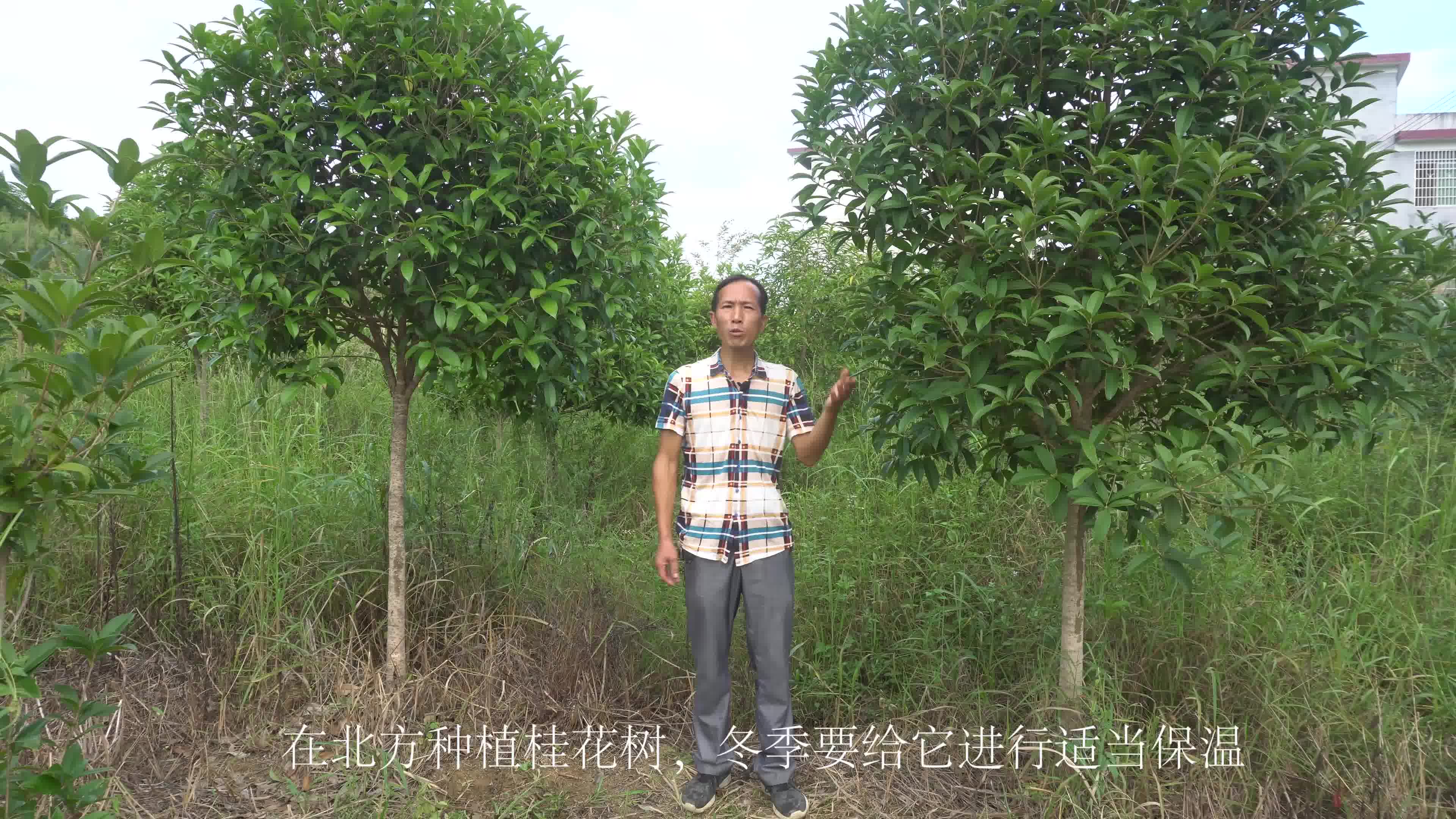 [图]在老家栽种了5年的桂花树，太漂亮了，来看看到底是怎样养护的